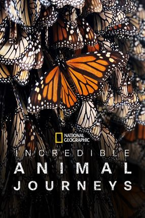 Poster: Unglaubliche Tierwanderungen