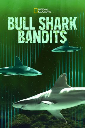 Poster: Bullenhaie auf Beutejagd