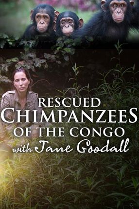 Poster: Schimpansen im Kongo mit Jane Goodall