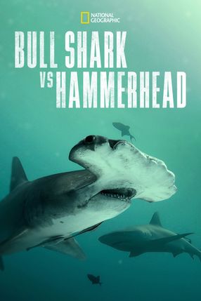 Poster: Bull Shark vs. Hammerhead