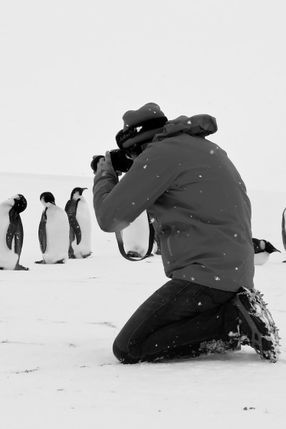 Poster: Rückkehr zum Land der Pinguine