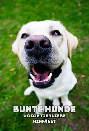 Poster: Bunte Hunde – Wo die Tierliebe hinfällt
