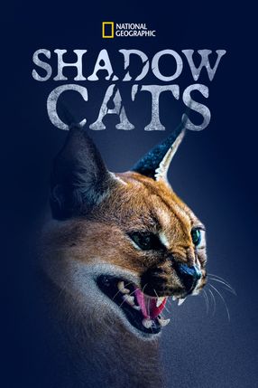 Poster: Shadow Cats