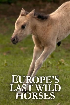 Poster: Die letzten Europas - Wildpferde im Münsterland