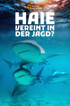 Poster: Shark Gangs
