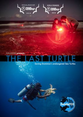 Poster: Meeresschildkröten - Eine ungewisse Zukunft
