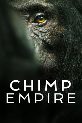 Poster: Im Reich der Schimpansen