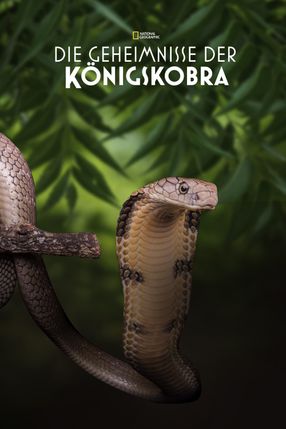 Poster: Secrets of the King Cobra