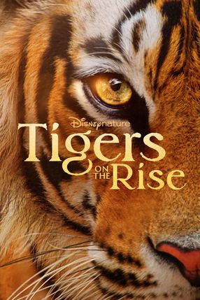 Poster: Tigers on the Rise