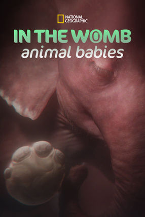Poster: In the Womb: Animal Babies