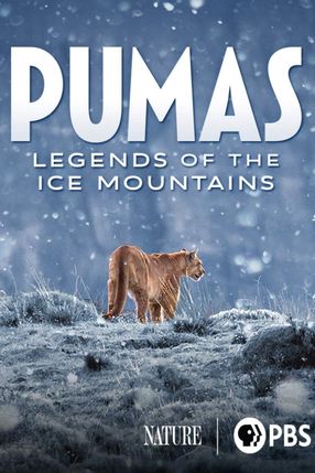 Poster: Pumas - In der Wildnis Patagoniens