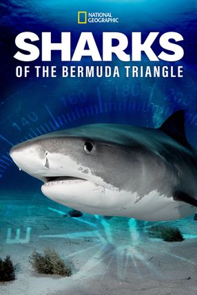 Poster: Sharks of the Bermuda Triangle