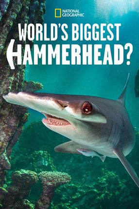 Poster: World's Biggest Hammerhead?