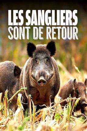 Poster: Wild Boar: The Comeback