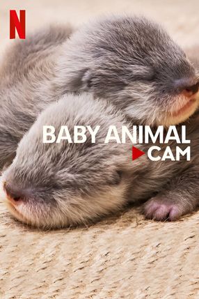 Poster: Baby Animal Cam
