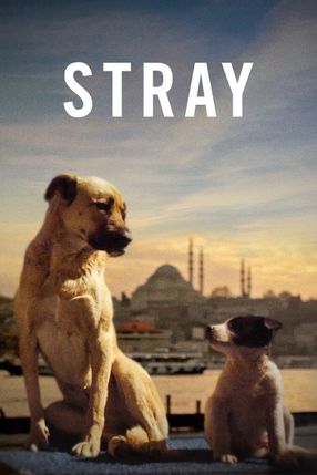 Poster: Stray