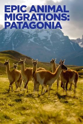 Poster: Epic Animal Migrations: Patagonia