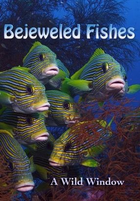 Poster: Wild Window: Bejeweled Fishes