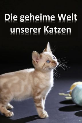 Poster: Die geheime Welt unserer Katzen