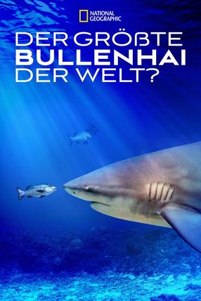 Poster: World's Biggest Bull Shark?