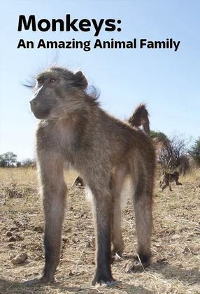 Poster: Affen - Eine faszinierende Tierfamilie