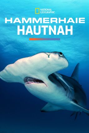 Poster: Hammerhaie Hautnah