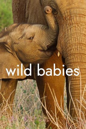 Poster: Wild Babies
