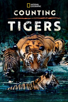 Poster: Counting Tigers