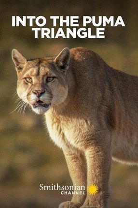 Poster: Into the Puma Triangle
