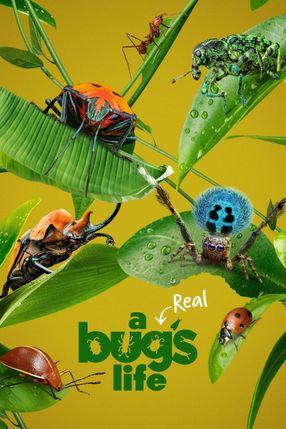 Poster: A Real Bug's Life