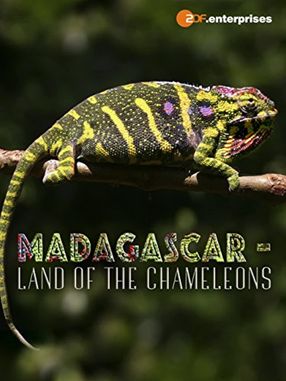 Poster: Madagascar: Land of the Chameleons