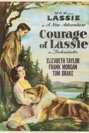 Poster: Lassie - Held auf vier Pfoten