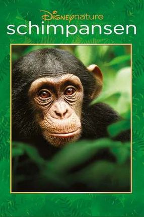 Poster: Schimpansen