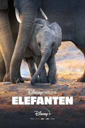 Poster: Elefanten